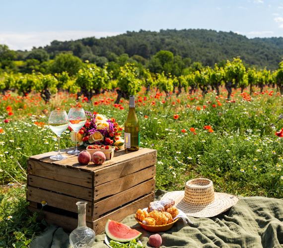 Vignobles de l'Aude - Vins du Languedoc Vignobles de l'Aude - Vins du Languedoc @ Charlene Pelut - CRTL Occitanie