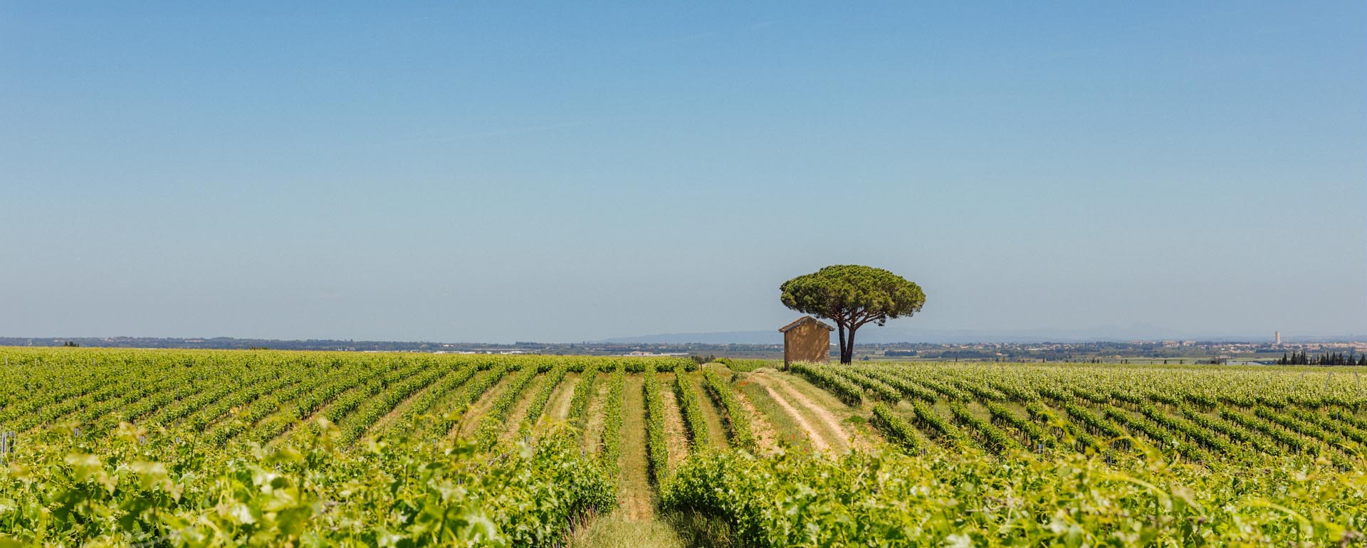 Vignoble du Gard