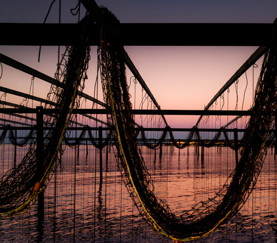 Etang de Thau - Hérault © Aurelia Blanc