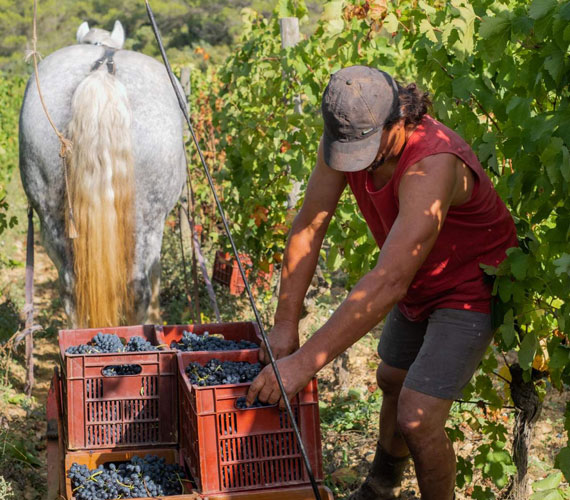 DOMAINE VITICOLE DE CASTIGNO DOMAINE VITICOLE DE CASTIGNO