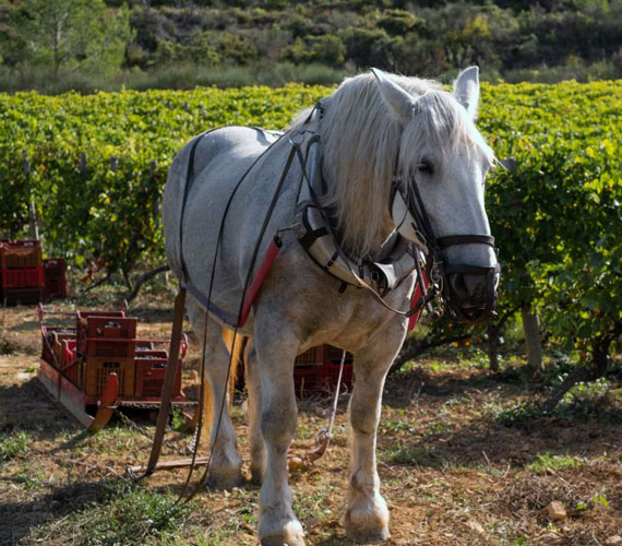 DOMAINE VITICOLE DE CASTIGNO DOMAINE VITICOLE DE CASTIGNO