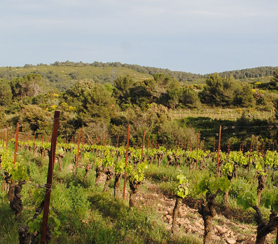 DOMAINE LA PRADE MARI DOMAINE LA PRADE MARI