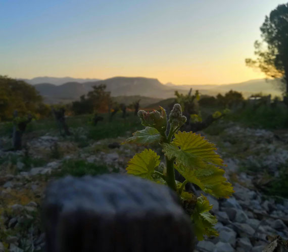 DOMAINE D’ANGLAS DOMAINE D’ANGLAS