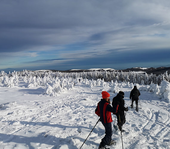 Promenade en raquettes, paysages du Mont Lozère sous la neige, forêt de sapins, Massif Central