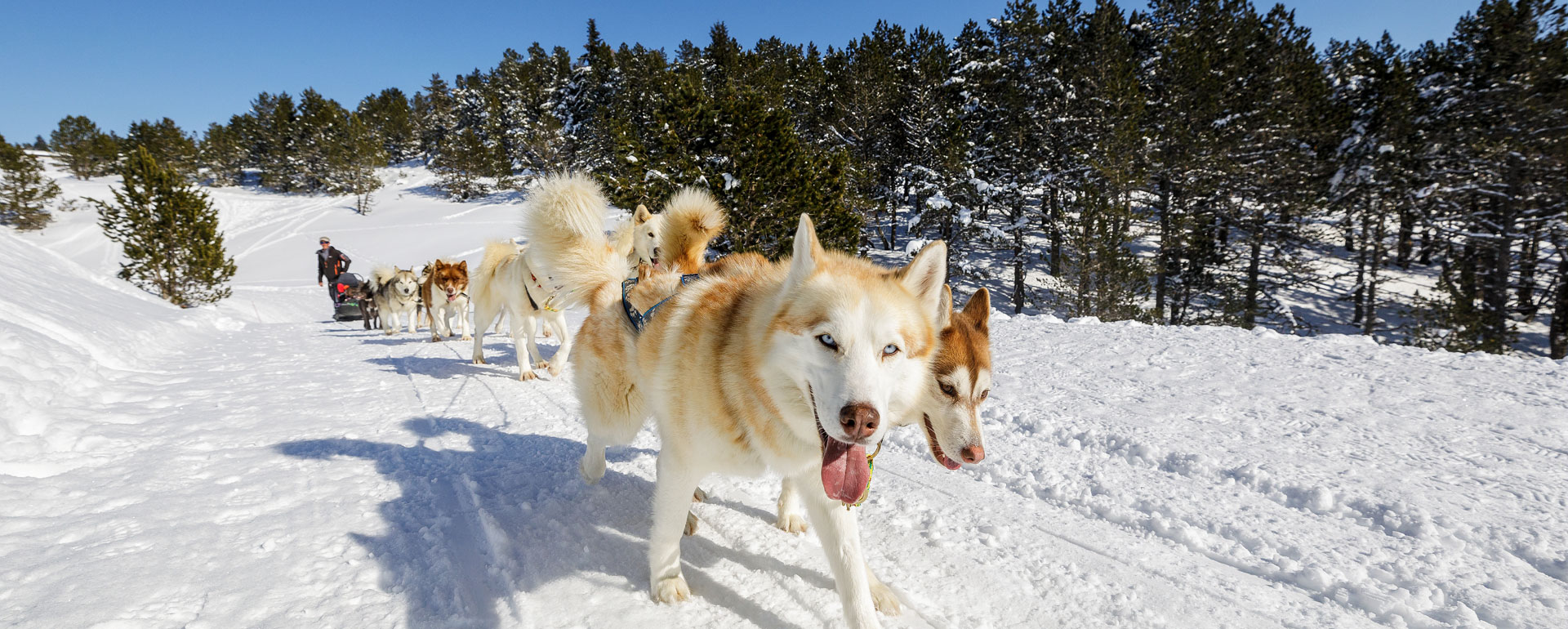 Ariège chiens de traîneaux