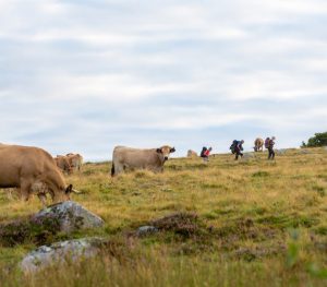 Randonnée en Aubrac - Occitanie © Benoit Colomb / Lozère Sauvage