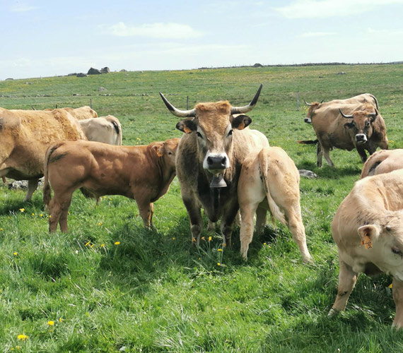 Vaches de race Aubrac © CRTL Occitanie