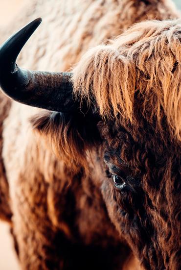 Bisons en Margeride