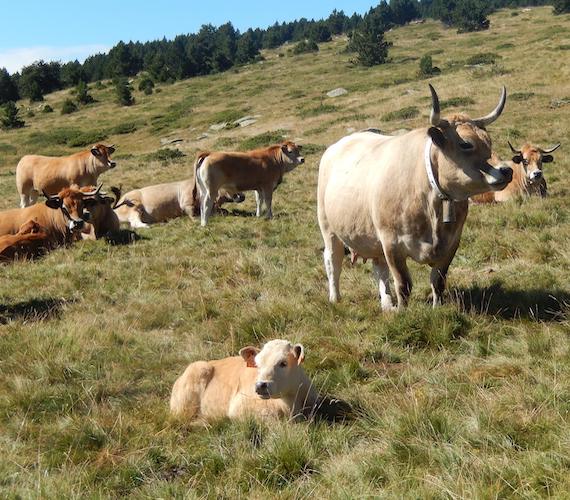 © Rosée et Vedell des Pyrénées catalanes