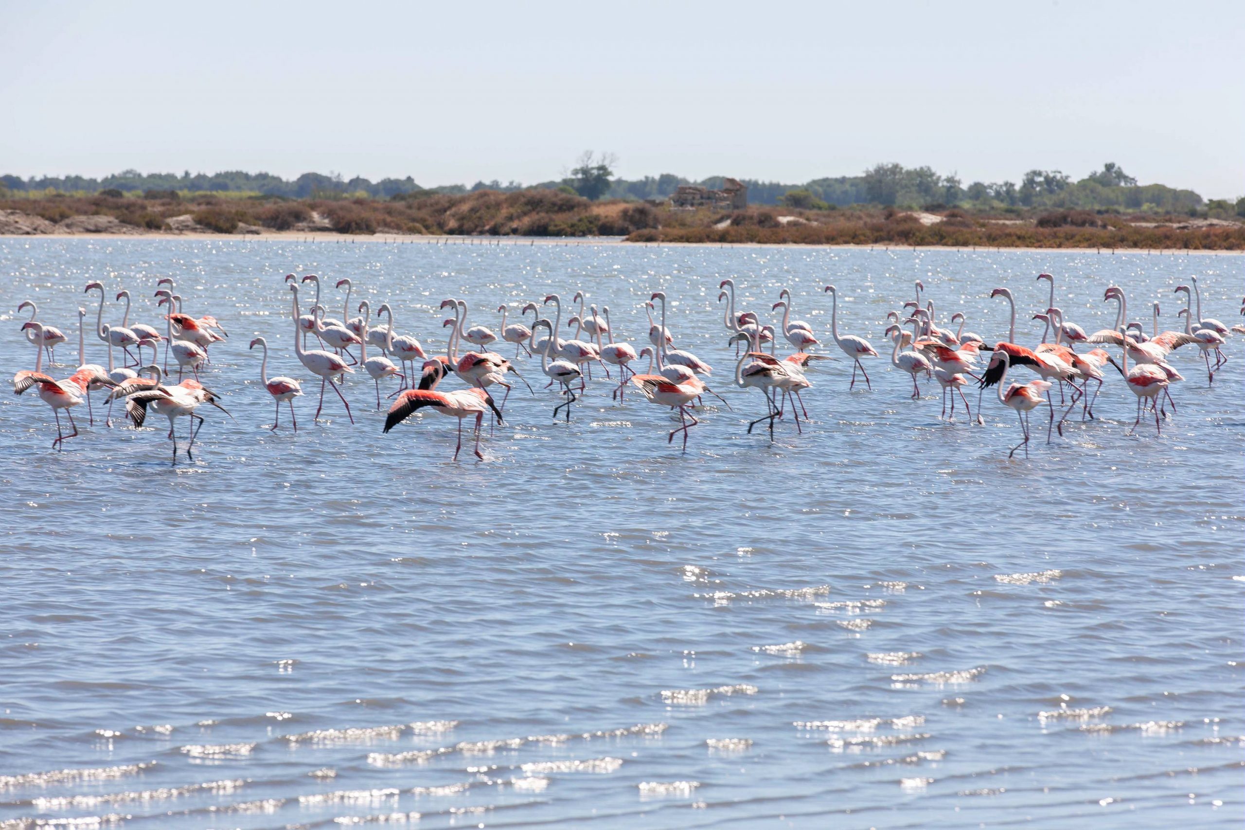 Flamants roses en Occitanie ©Jean-Marc Favre