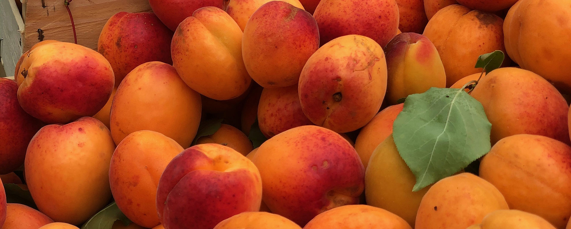 Ligne Pays Catalan - ORT