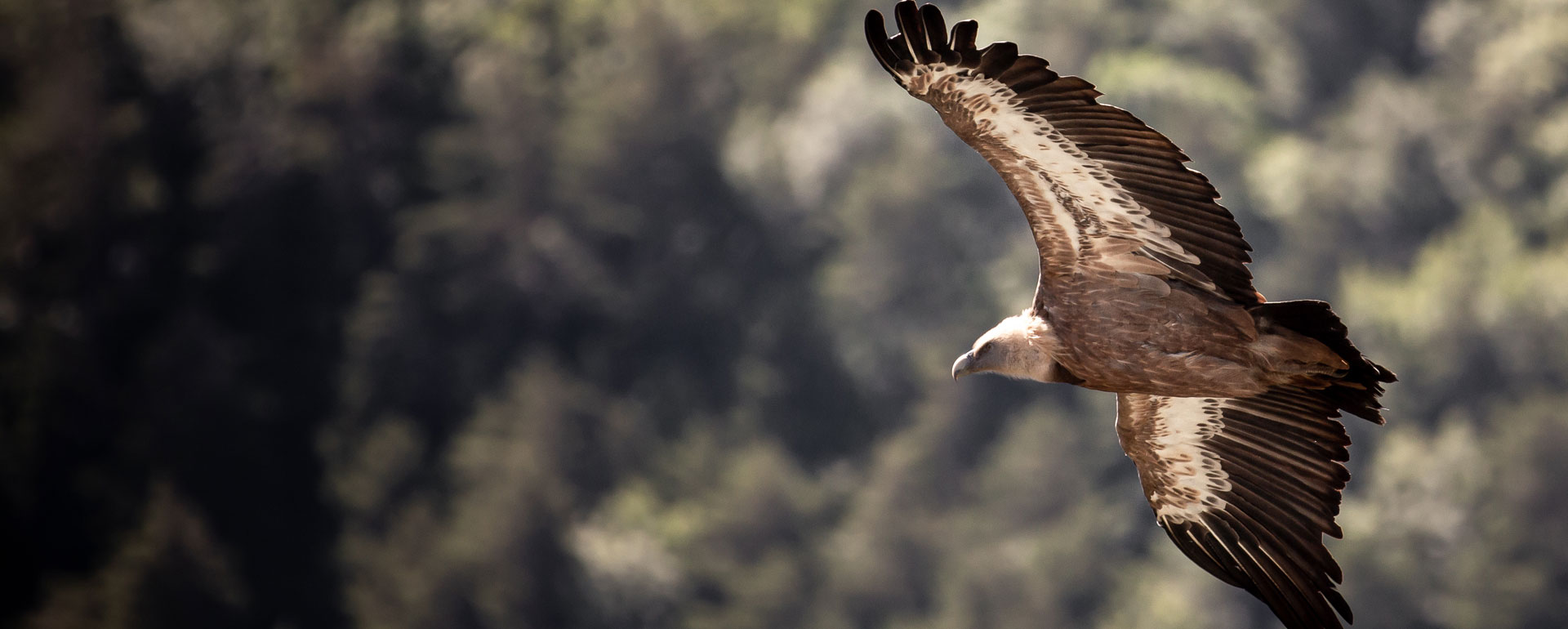 Vautour des Gorges du Tarn © Benoît Colomb