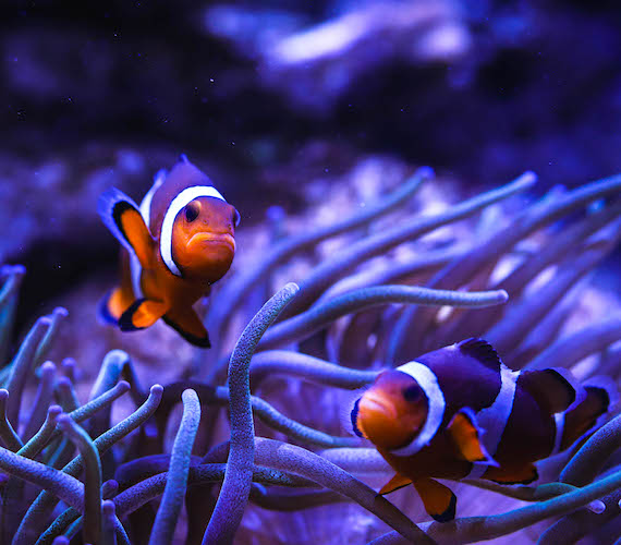 Poissons clowns à l'aquarium Oniria de Canet-en-Roussillon © Mairie de Canet