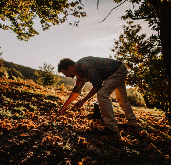 Châtaigneraie à Valgorge © Raphaël Pellet / Office de Tourisme Cévennes Ardèche