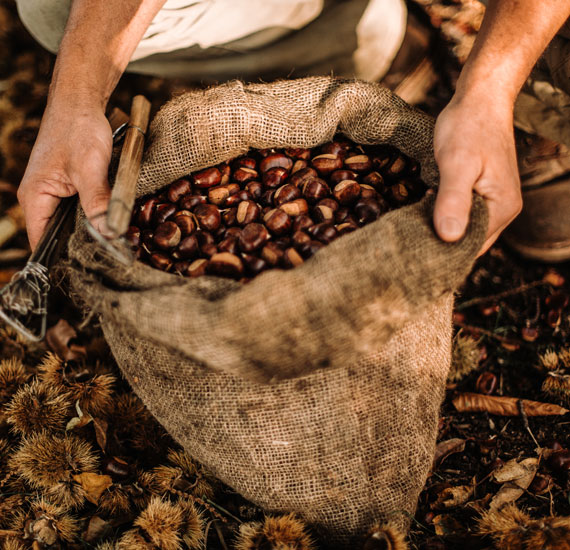 Châtaigneraie à Valgorge © Raphaël Pellet / Office de Tourisme Cévennes Ardèche