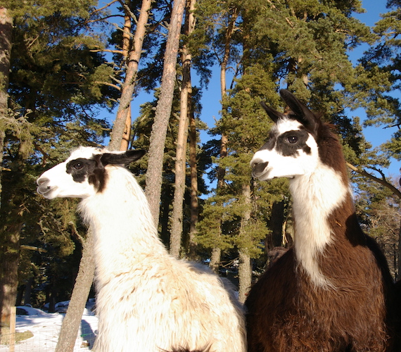 Lamas à la Ferme de la Toison d'Or © Ferme de la Toison d'Or