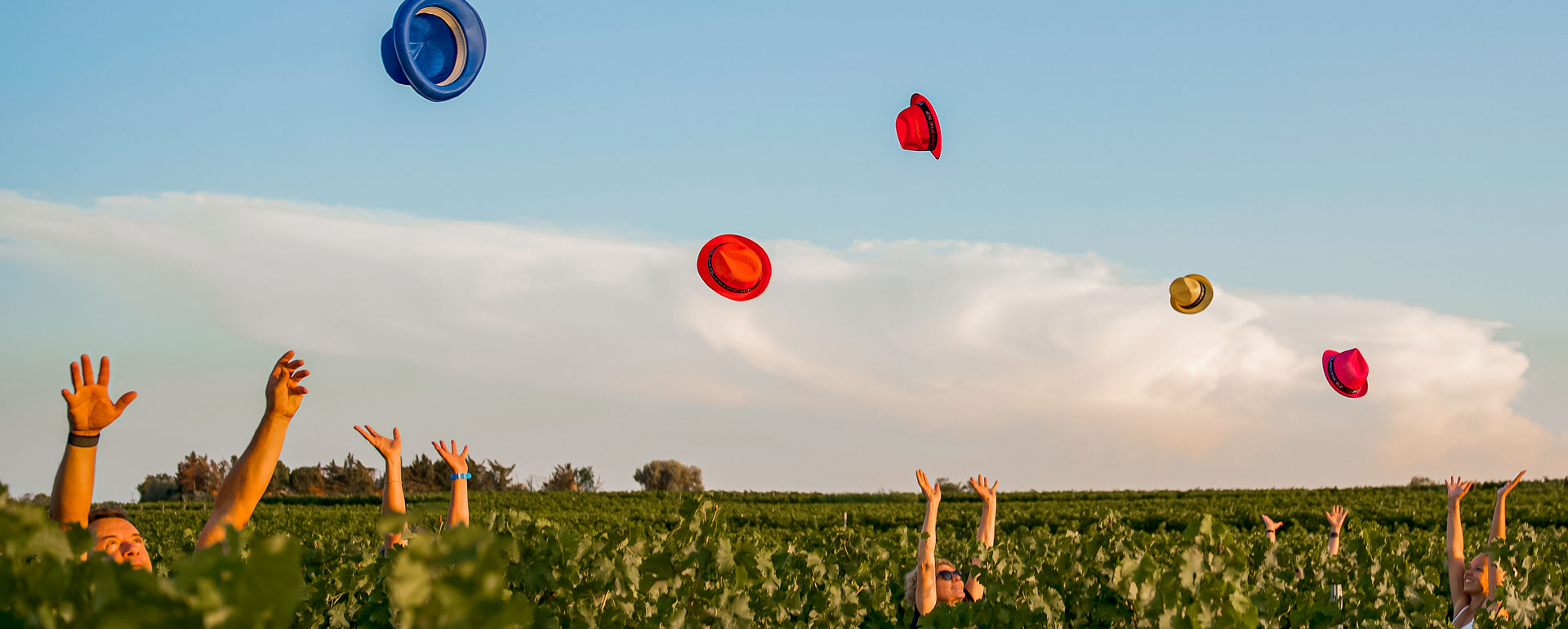 © Les vins Pays d'OC IGP