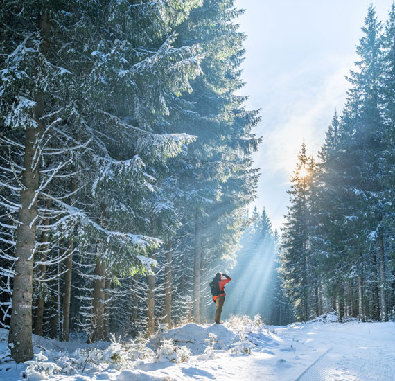 Promenade en forêt en Margeride