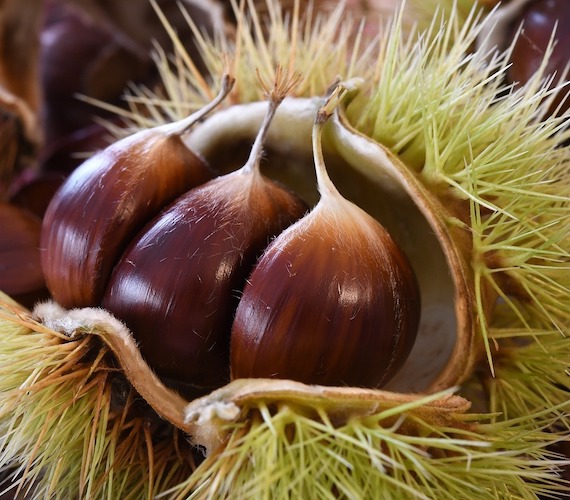 Châtaignes Châtaignes © federico Maderno Pixabay