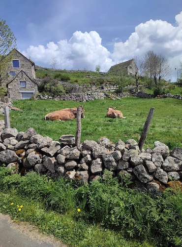 L'Aubrac © V-A Varenne CRTL Occitanie