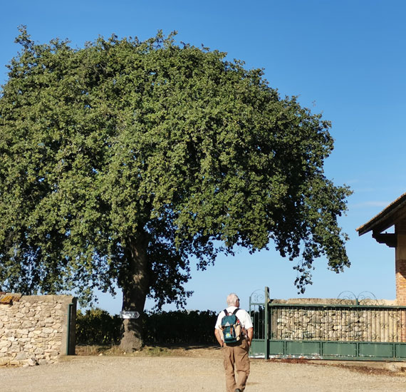 Les oenorandos d’Occitanie