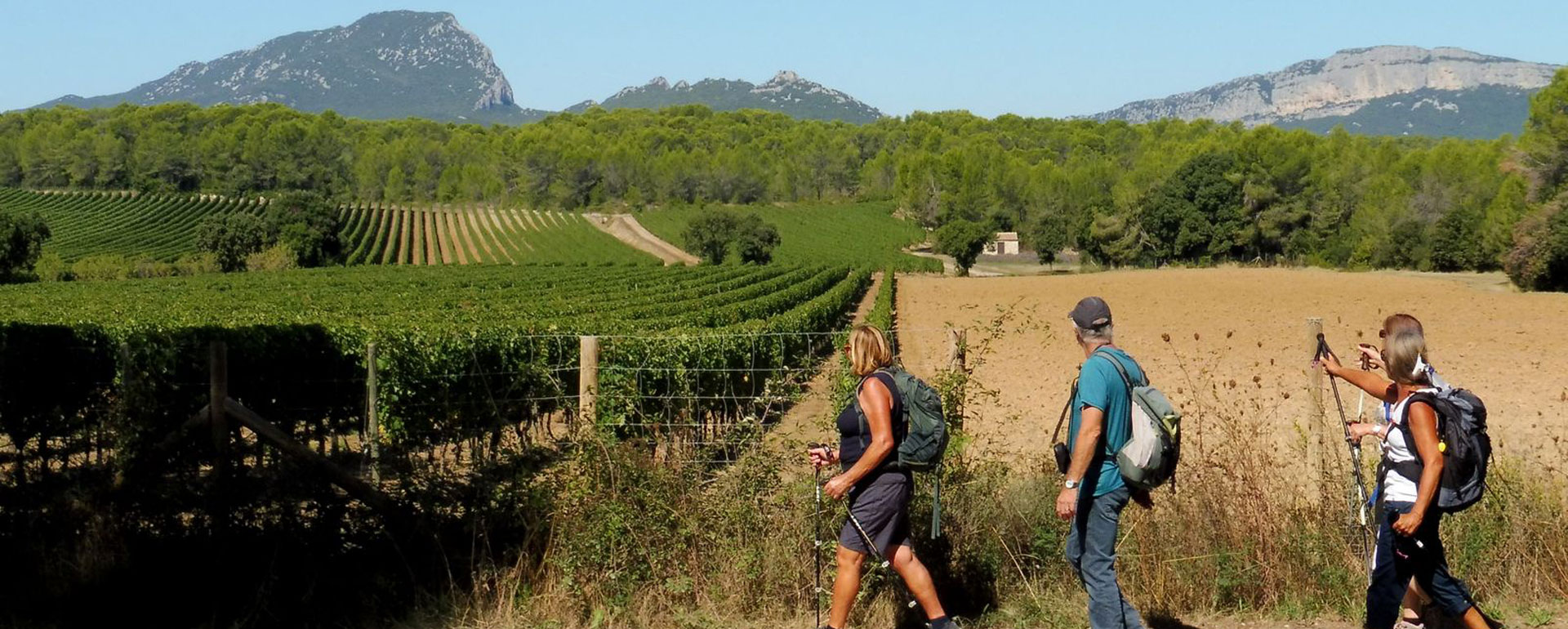 Œnorando® entre Grés de Montpellier et Pic Saint-Loup