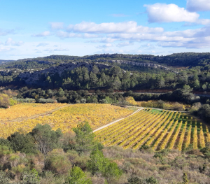 Vignoble de Saint-Chinian © Murielle Sanz