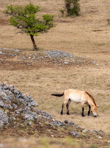 Chevaux de Prezwalski
Causse Méjean ©Benoit COLOMB - PACT GDT - CRTL Occitanie Chevaux de Prezwalski Causse Méjean ©Benoit COLOMB - PACT GDT - CRTL Occitanie