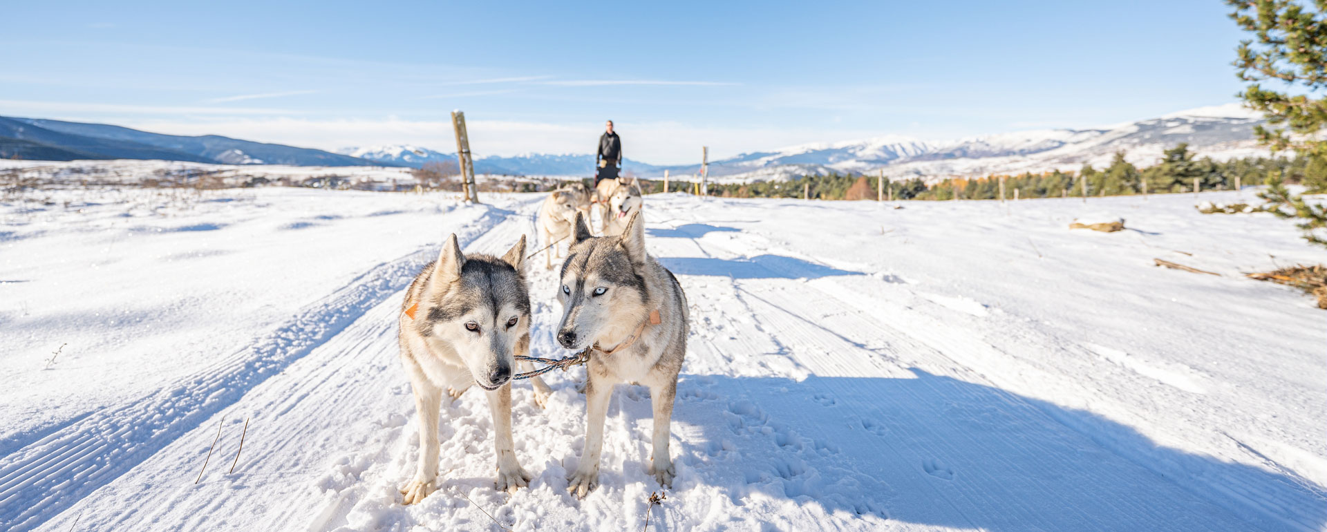Balade en chiens de traîneau Pyrénées
