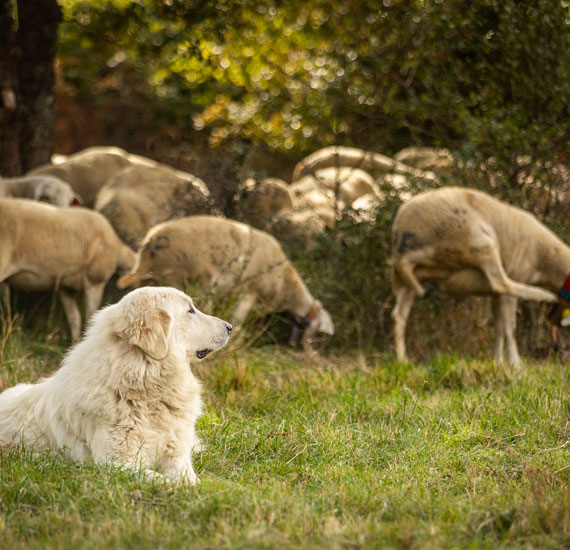 Parc national des Cévennes