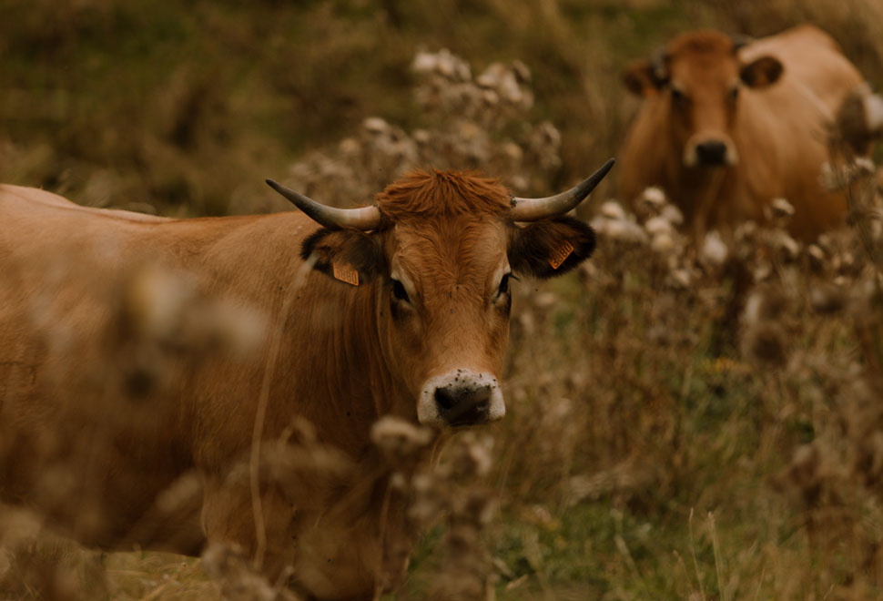 Aubrac