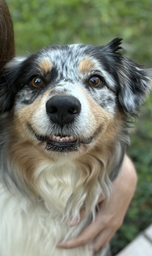 Pop Corn, un chien heureux