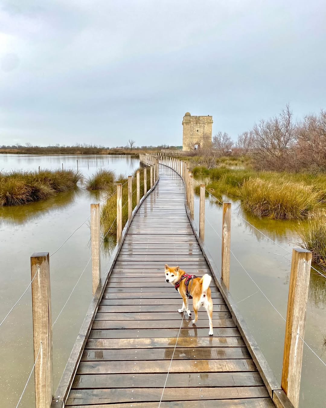 Oly découvre la Camargue Gardoise ©corentin_brct