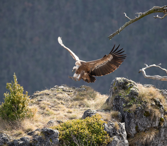 Vautour des gorges de la Jonte - PNR Grands Causses © Benoît Colomb / CRTL Occitanie