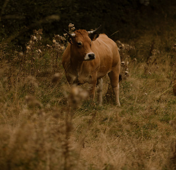 Vaches Aubrac
