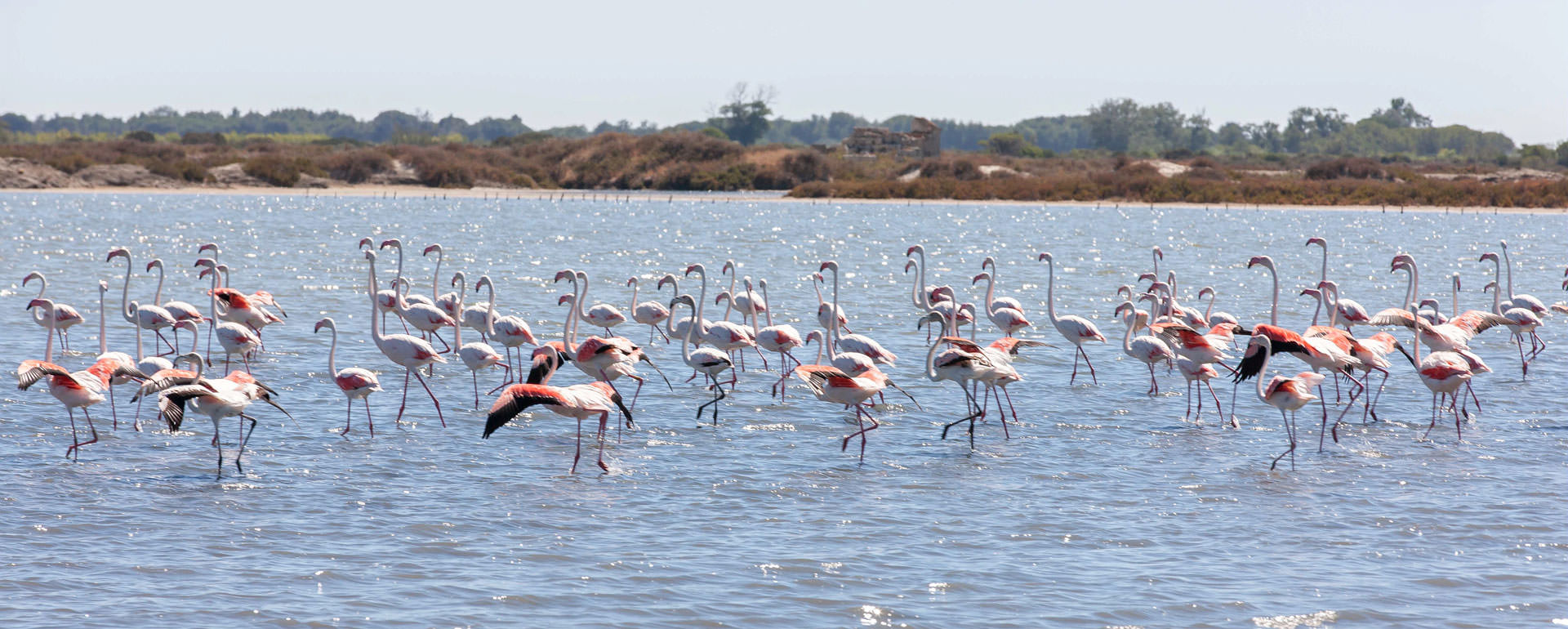 Flamants Roses