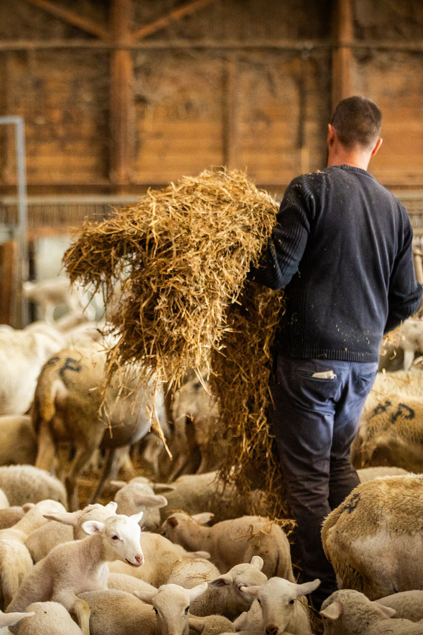 Bergerie © Olivier Octobre / CRTL Occitanie
