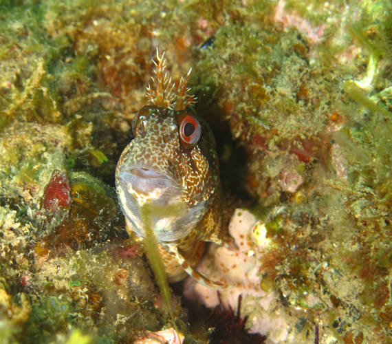 Parc naturel marin © Emmanuelle Rivas / Office Français de la Biodiversité Parc naturel marin © Emmanuelle Rivas / Office Français de la Biodiversité