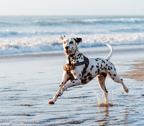 Chien jouant dans les vagues @ Canva