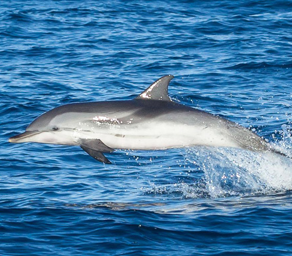 Grand Dauphin de Méditerranée © Tifaeris