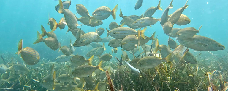 Parc naturel marin du golfe du Lion © T.Auga Bascou