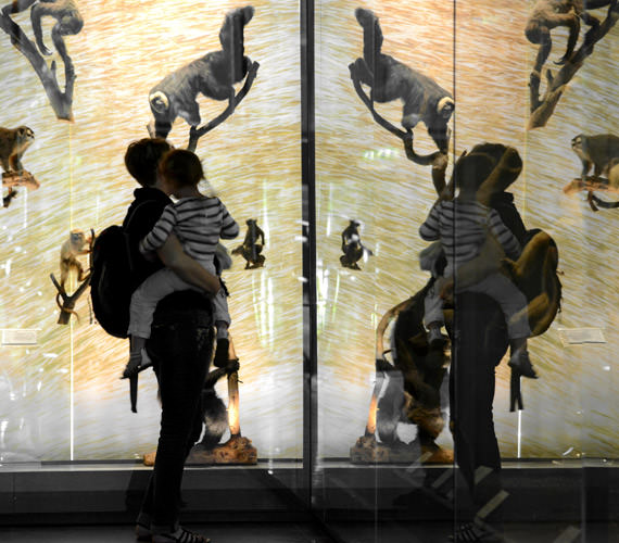 Museum d'Histoire Naturelle © Patrice Thébault  Toulouse - Museum d'Histoire Naturelle © Patrice Thébault / CRTL Occitanie