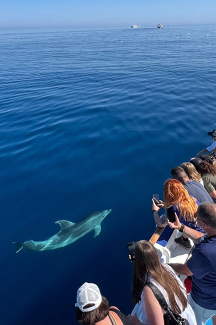 Observation dauphins © Leucate Tourisme