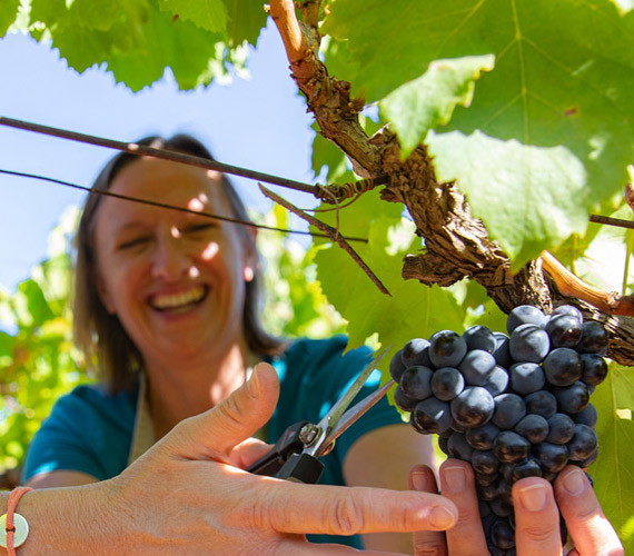 Vignes © Charlene Pelut / CRTL Occitanie
