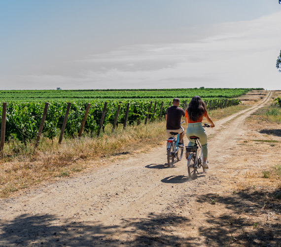 Mèze - A vélo dans les vignes © M.Ricard