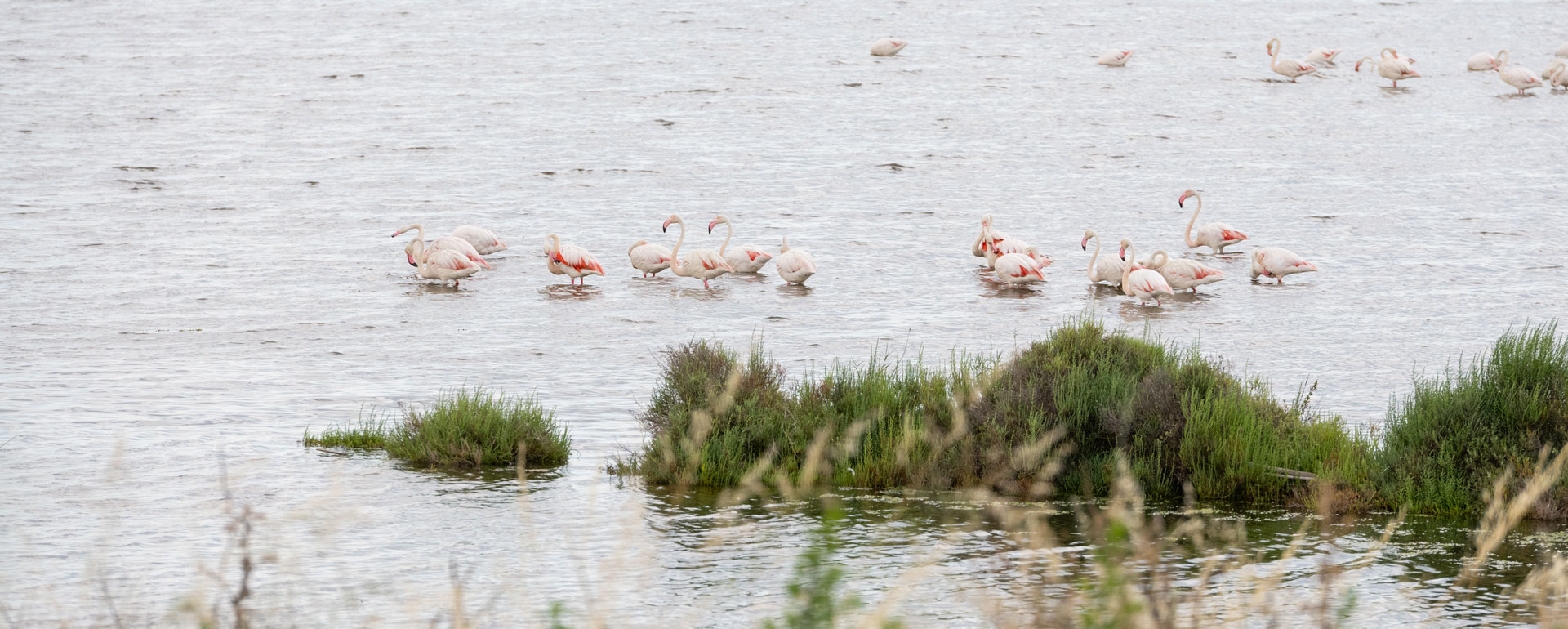 Flamants Roses